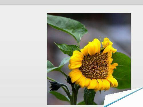 Windows使用教程,Windows系统教程,Windows优化教程